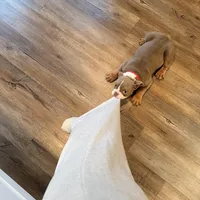 Choco, a male English Bulldog for sale in Hiram, GA – Photo 10 of 10