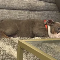 Choco, a male English Bulldog for sale in Hiram, GA – Photo 6 of 10