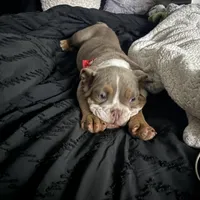 Choco, a male English Bulldog for sale in Hiram, GA – Photo 3 of 10