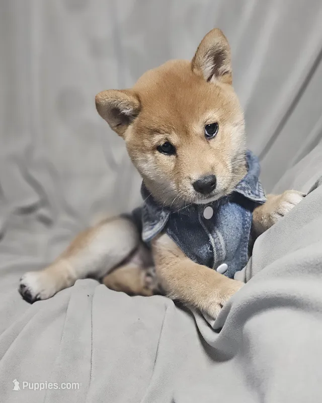 Miyo (Microchipped) – Shiba Inu puppy for sale in Akron, CO