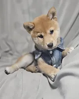 Miyo (Microchipped), a female Shiba Inu for sale in Akron, CO – 1 of 10