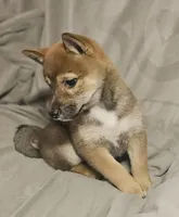 Suzu..(Microchipped), a female Shiba Inu for sale in Akron, CO – 5 of 10