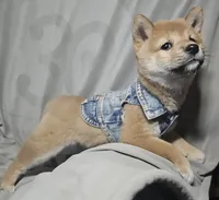 Mai (Microchipped), a female Shiba Inu for sale in Akron, CO – 6 of 10