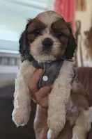 Archie (Microchipped), a male Shih Tzu for sale in Akron, CO – 2 of 10
