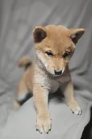 Sachi (Microchipped), a female Shiba Inu for sale in Akron, CO – 5 of 10