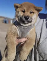 processed/eab506de-4179-436b-aec7-043fcb3bbfc1/listing/09670f43-1158-4204-95de-51fe4722fee0/1dd2011c-e7a9-4fe7-81e6-9d7ddb8dd57d