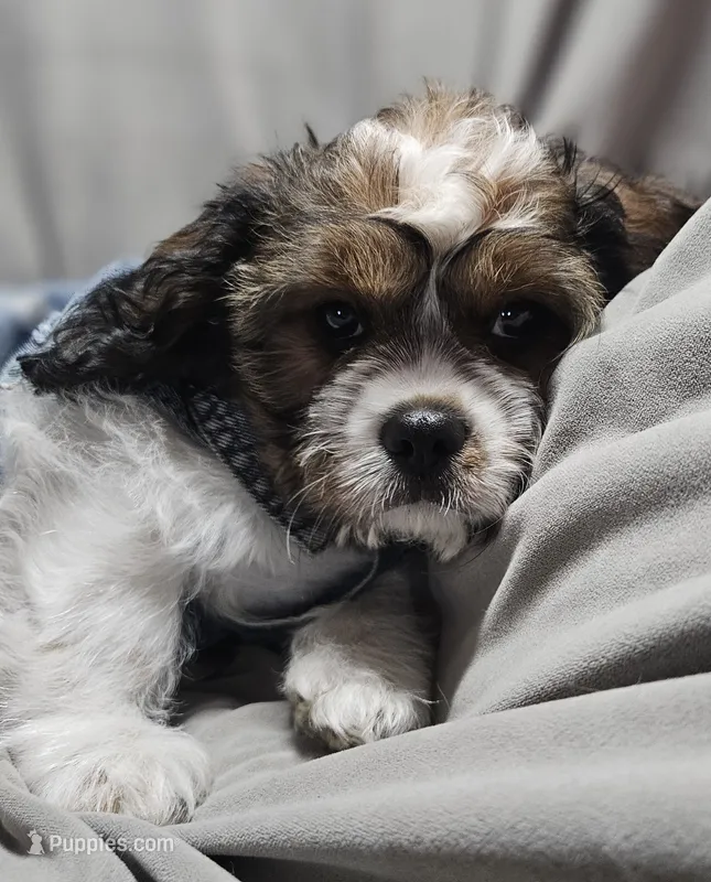 Charlie (Microchipped) – Cavalier King Charles Spaniel, Shih Tzu puppy for sale in Akron, CO