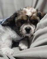 Sale Pending, a male Cavalier King Charles Spaniel and Shih Tzu for sale in Akron, CO – 1 of 10