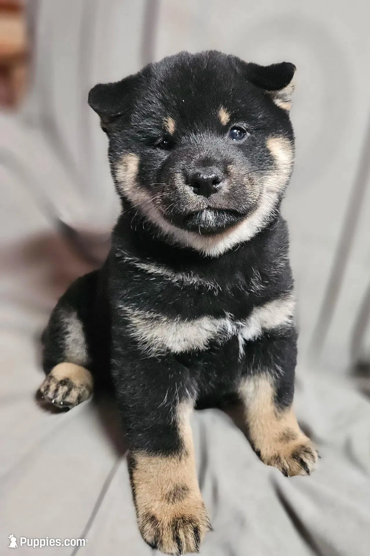 Sale Pending (Microchipped), a male Shiba Inu for sale in Akron, CO – Photo 2 of 10