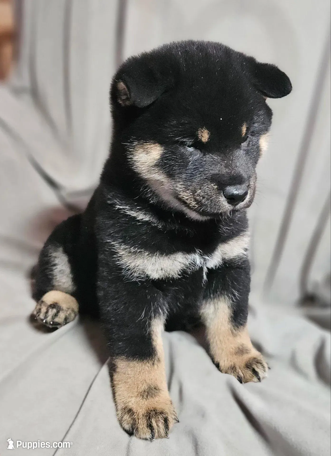 Sale Pending (Microchipped), a male Shiba Inu for sale in Akron, CO – Photo 3 of 10