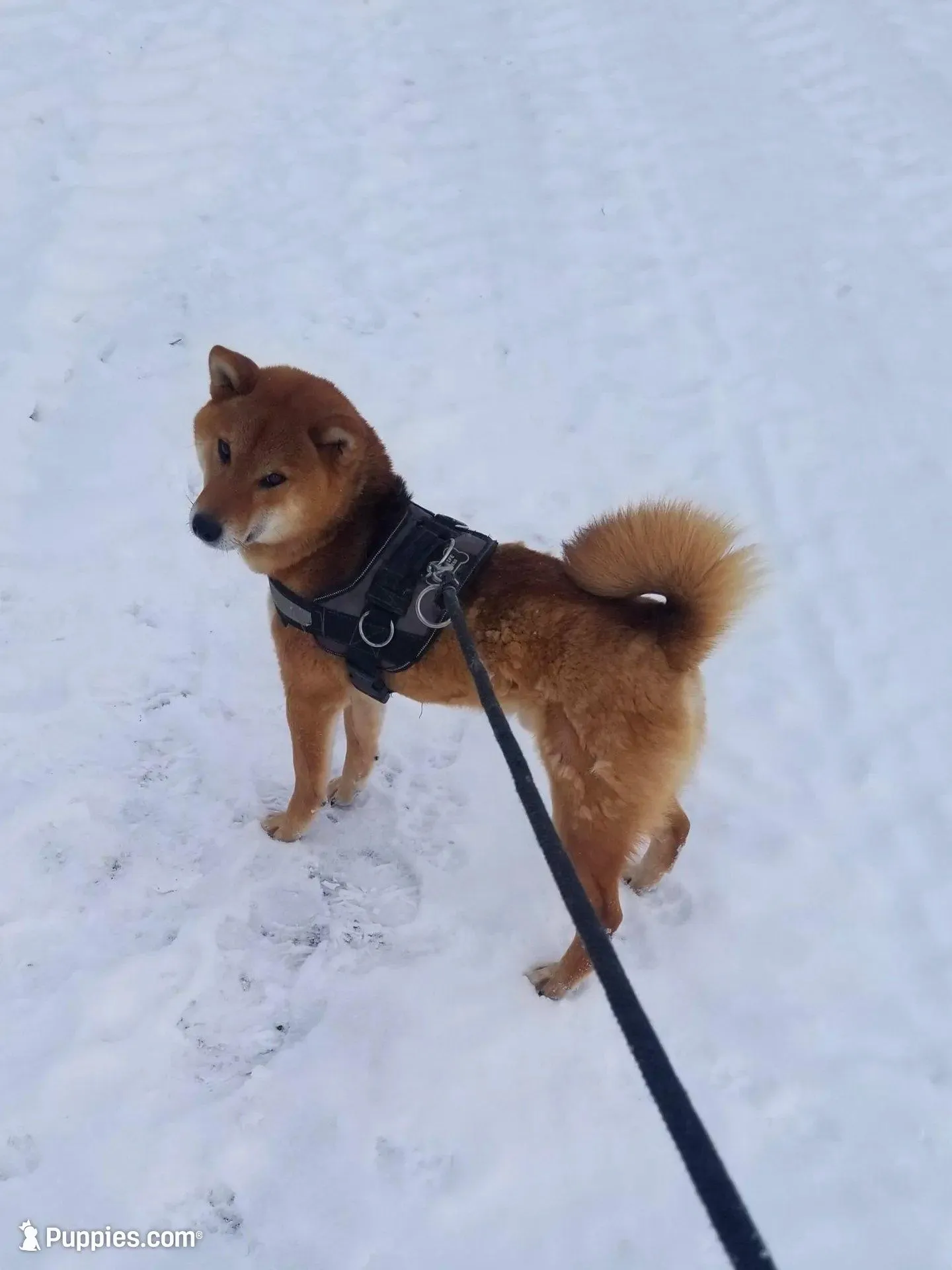 Sale Pending (Microchipped), a male Shiba Inu for sale in Akron, CO – Photo 8 of 10