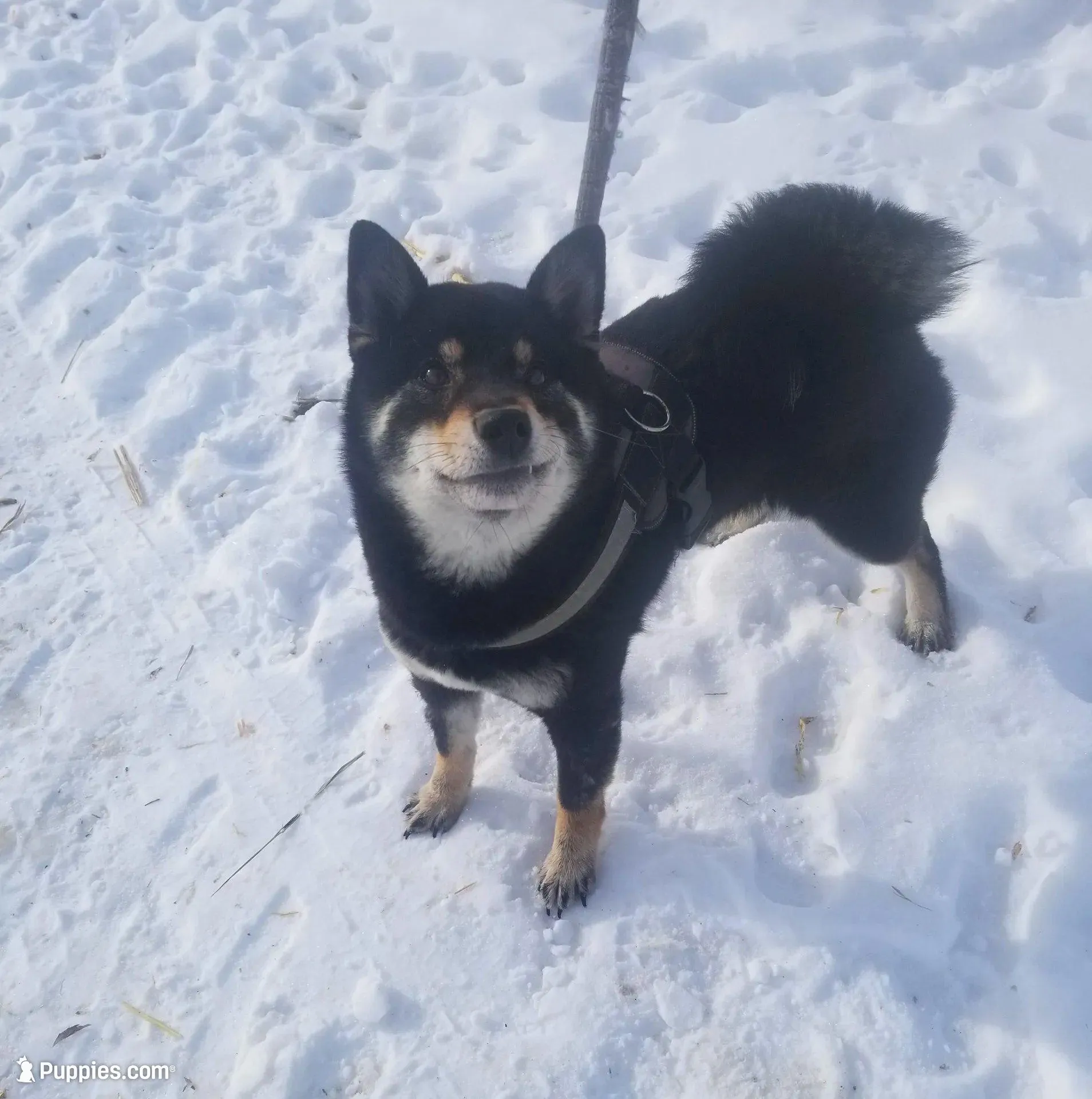 Sale Pending (Microchipped), a male Shiba Inu for sale in Akron, CO – Photo 9 of 10