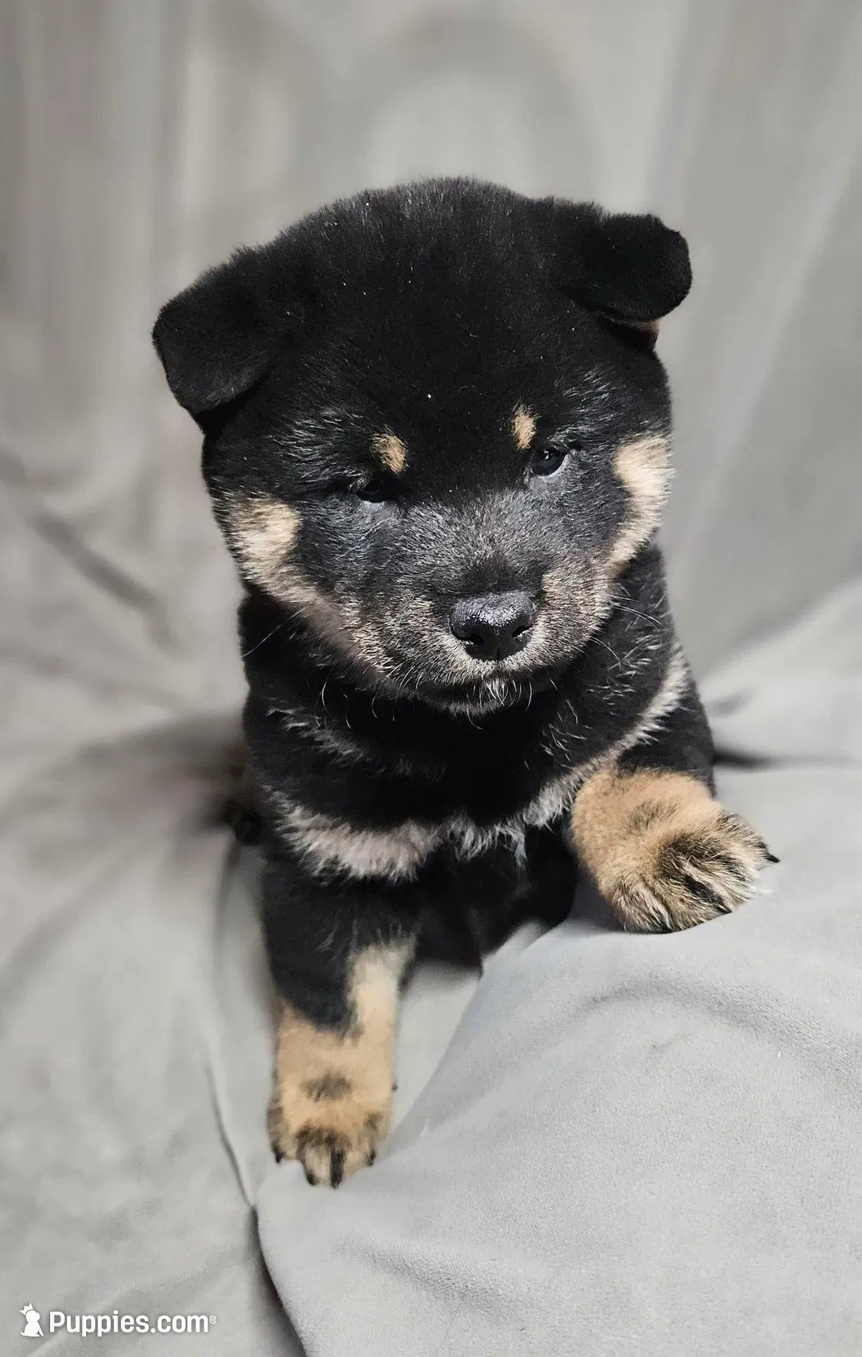 Gen (Microchipped), a male Shiba Inu for sale in Akron, CO – Photo 4 of 9