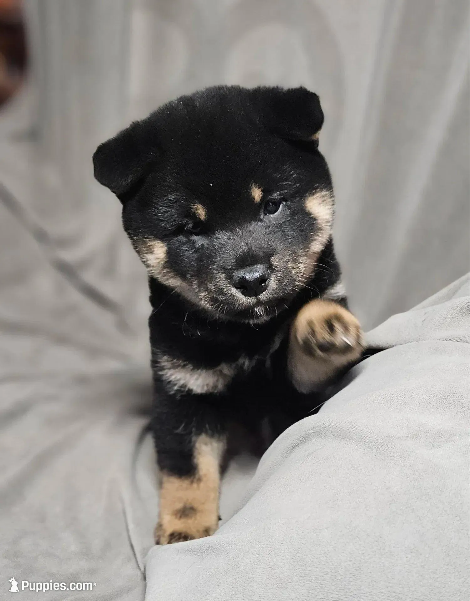 Sale Pending (Microchipped), a male Shiba Inu for sale in Akron, CO – Photo 7 of 10