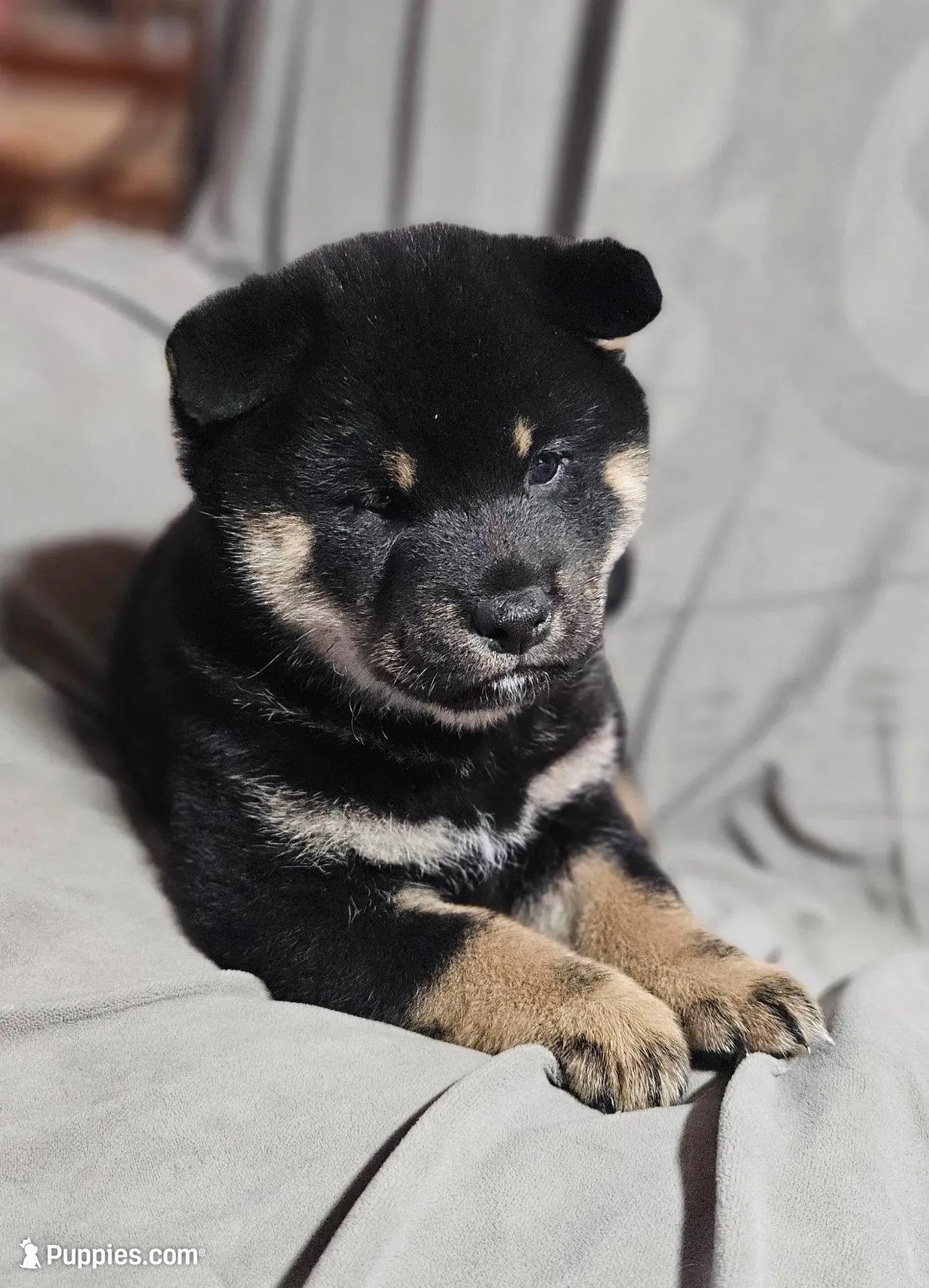 Sale Pending (Microchipped), a male Shiba Inu for sale in Akron, CO – Photo 5 of 10