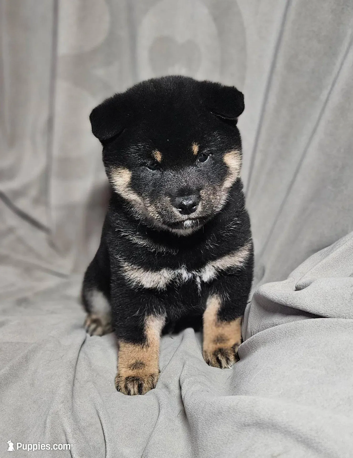 Gen (Microchipped), a male Shiba Inu for sale in Akron, CO – Photo 5 of 9