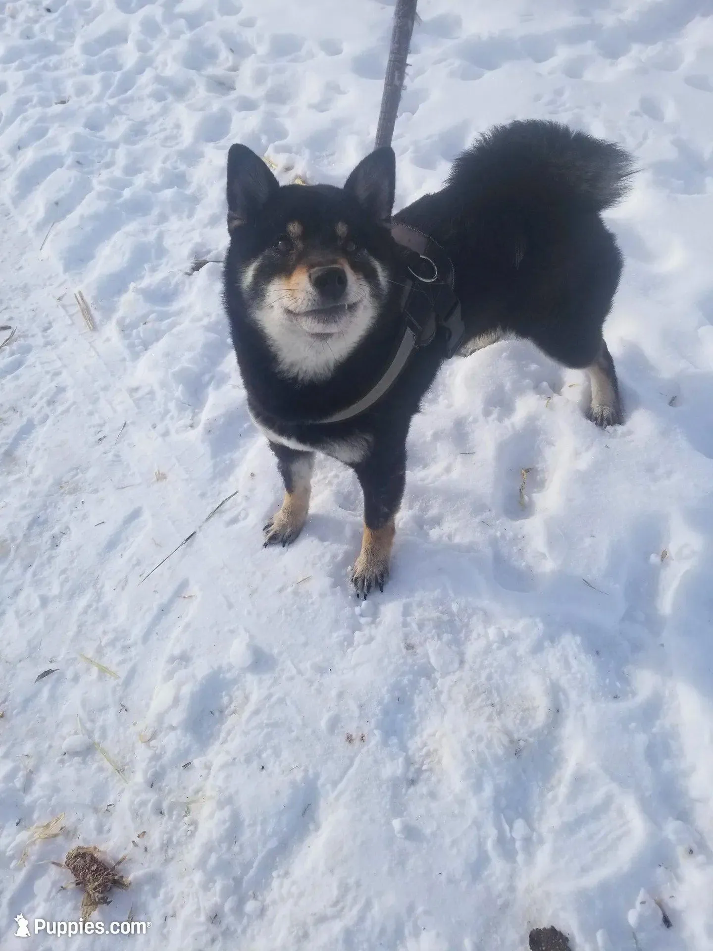 Gen (Microchipped), a male Shiba Inu for sale in Akron, CO – Photo 8 of 9