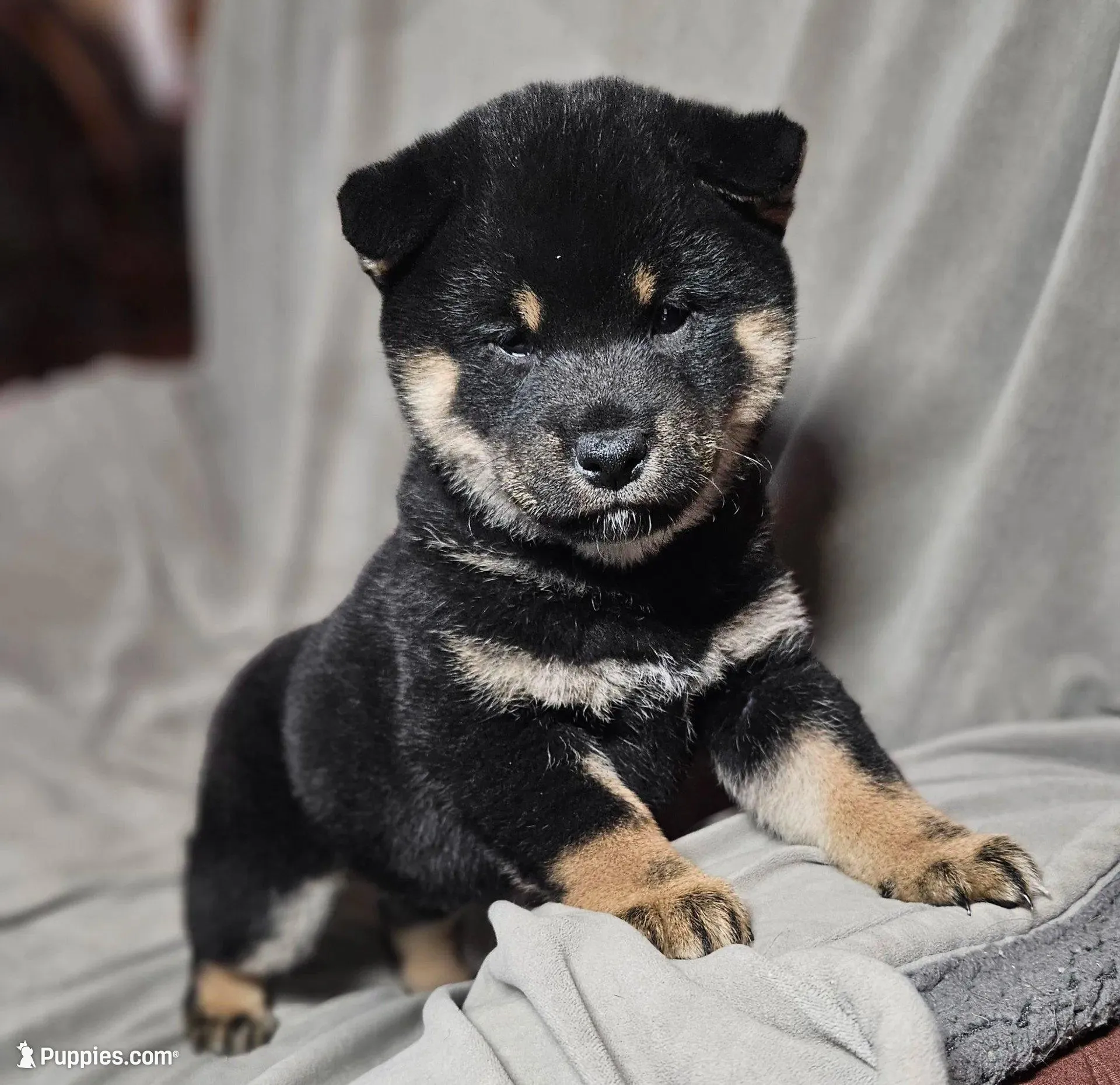 Sale Pending (Microchipped), a male Shiba Inu for sale in Akron, CO – Photo 1 of 10