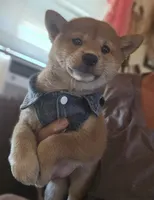 Miyo (Microchipped), a female Shiba Inu for sale in Akron, CO – 6 of 10