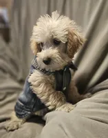 Cooper, a male Schnoodle for sale in Akron, CO – 1 of 3