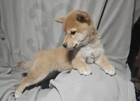 Miyo (Microchipped), a female Shiba Inu for sale in Akron, CO – 5 of 10