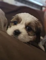 Luna (Microchipped), a female Shih Tzu for sale in Akron, CO – 2 of 9