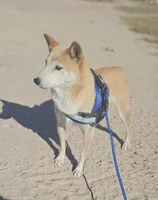 Momo..(Microchipped), a female Shiba Inu for sale in Akron, CO – 9 of 10