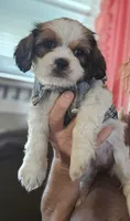 Ruby (Microchipped), a female Shih Tzu for sale in Akron, CO – 6 of 10