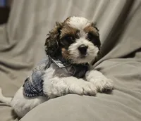 Teddy (Microchipped), a male Shih Tzu for sale in Akron, CO – 5 of 10