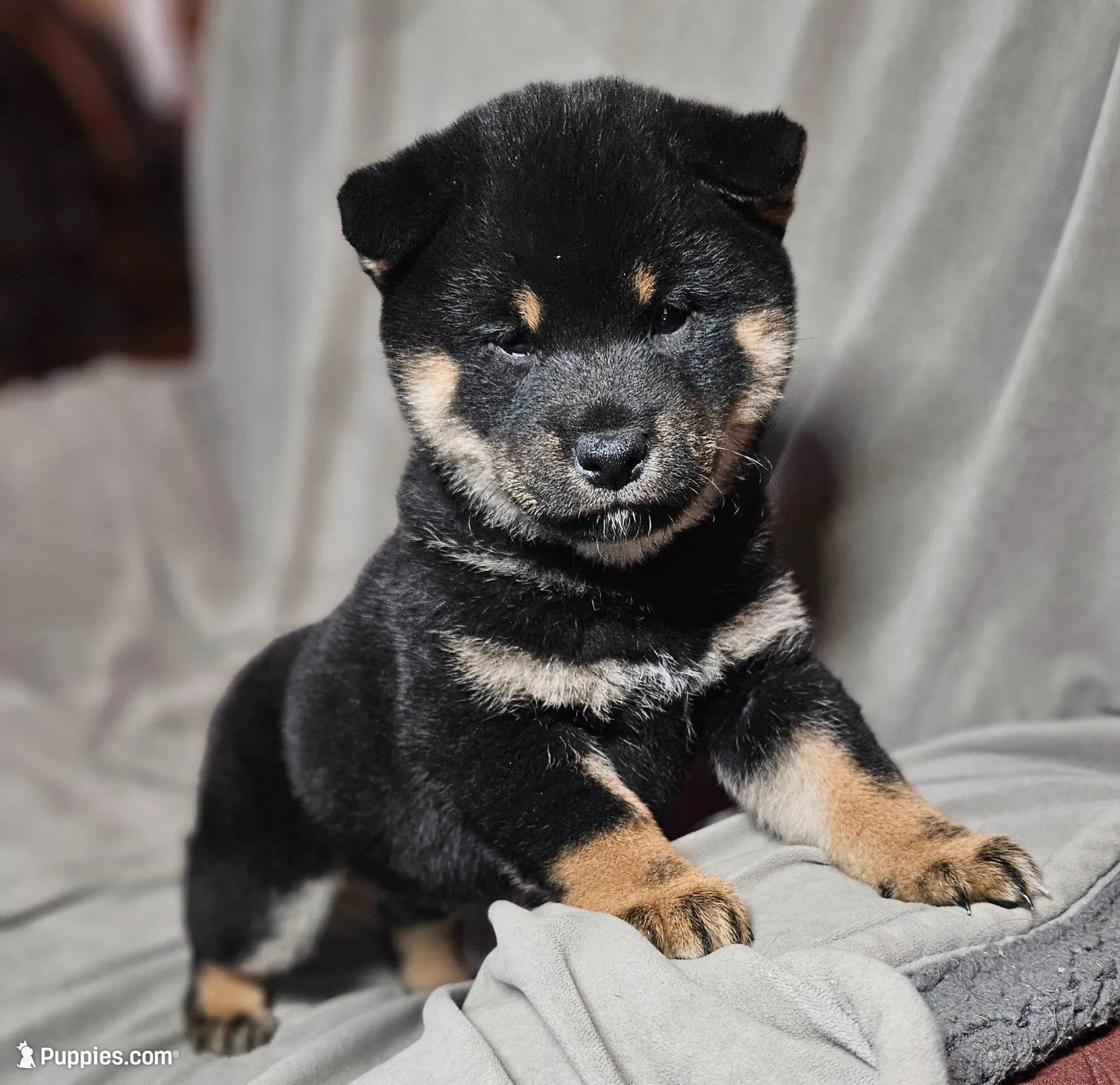Gen (Microchipped), a male Shiba Inu for sale in Akron, CO – Photo 1 of 9
