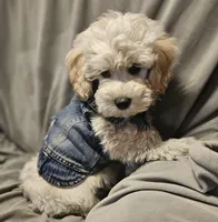 Teddy (Microchipped), a male Schnoodle for sale in Akron, CO – 3 of 3