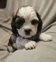 Milo, a male Shih Tzu for sale in Akron, CO – 7 of 10