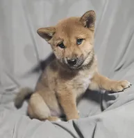 Momo..(Microchipped), a female Shiba Inu for sale in Akron, CO – 4 of 10