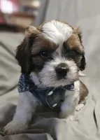 Archie (Microchipped), a male Shih Tzu for sale in Akron, CO – 7 of 10