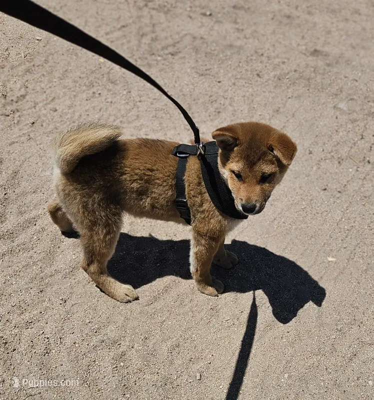 Aka (Microchipped) – Shiba Inu puppy for sale in Akron, CO
