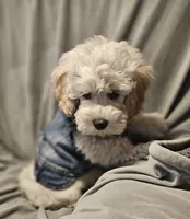 Teddy (Microchipped), a male Schnoodle for sale in Akron, CO – 2 of 3