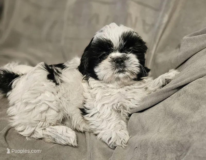 Tina-Marie (Microchipped)