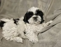 Tina-Marie (Microchipped), a female Shih Tzu for sale in Akron, CO – Photo 1 of 4