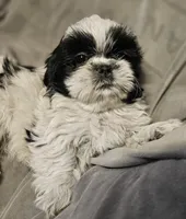 Tina-Marie (Microchipped), a female Shih Tzu for sale in Akron, CO – Photo 4 of 4