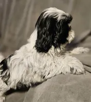 Tina-Marie (Microchipped), a female Shih Tzu for sale in Akron, CO – Photo 3 of 4