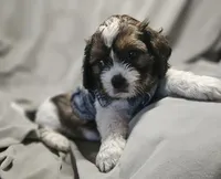 Charlie, a male Shih Tzu for sale in Akron, CO – 7 of 10