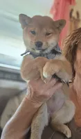 Sachi (Microchipped), a female Shiba Inu for sale in Akron, CO – 6 of 10