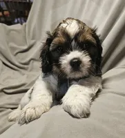 Charlie, a male Shih Tzu for sale in Akron, CO – 3 of 10