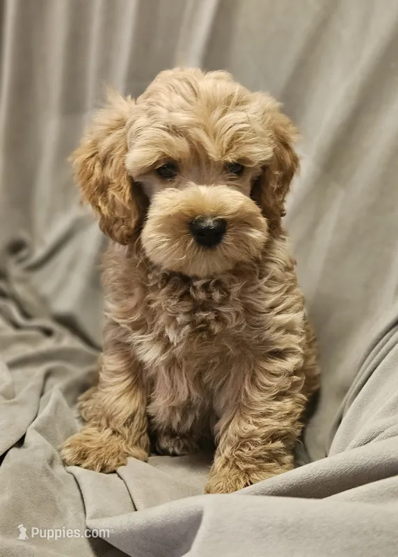 Buddy (Microchipped) – Schnoodle puppy for sale in Akron, CO