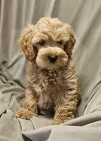 Buddy (Microchipped), a male Schnoodle for sale in Akron, CO – 1 of 3