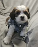 Ruby (Microchipped), a female Shih Tzu for sale in Akron, CO – 3 of 10