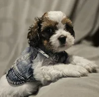 Teddy (Microchipped), a male Shih Tzu for sale in Akron, CO – 4 of 10
