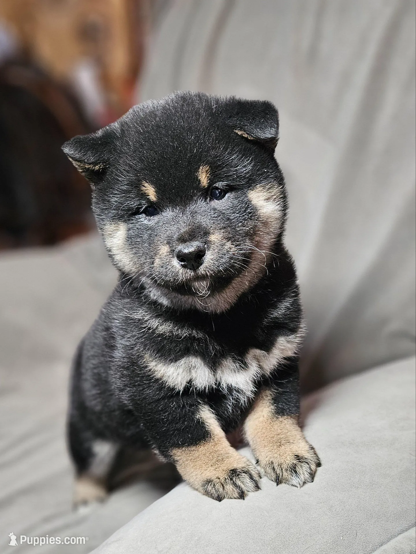 Etsu (Microchipped), a male Shiba Inu for sale in Akron, CO – Photo 2 of 10