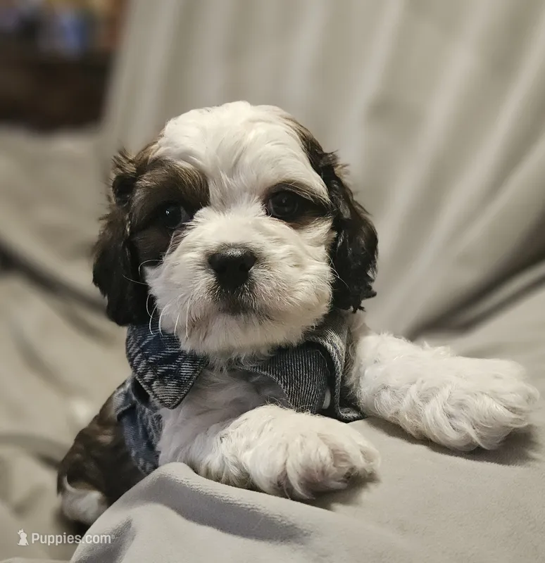 Milo – Shih Tzu puppy for sale in Akron, CO
