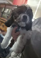 Sale Pending, a male Cavalier King Charles Spaniel and Shih Tzu for sale in Akron, CO – 4 of 10